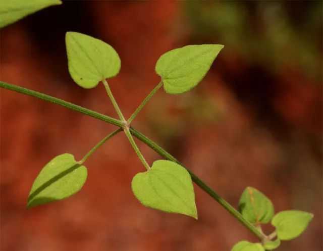 泸州茜草新区，活力繁荣的崭新篇章