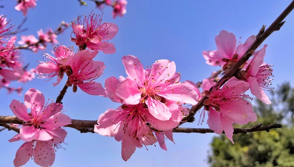 春光烂漫与数字时代的诗意交织，桃花盛开在线篇章